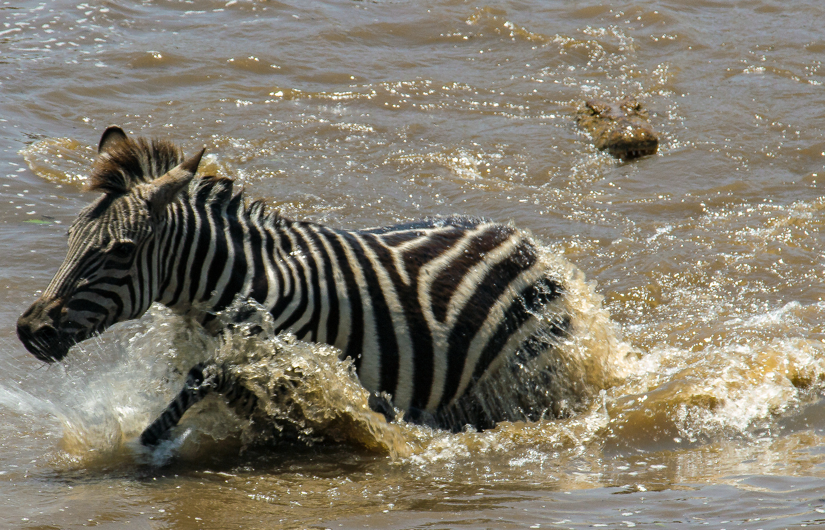 Zebra Crossing