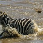 Zebra Crossing