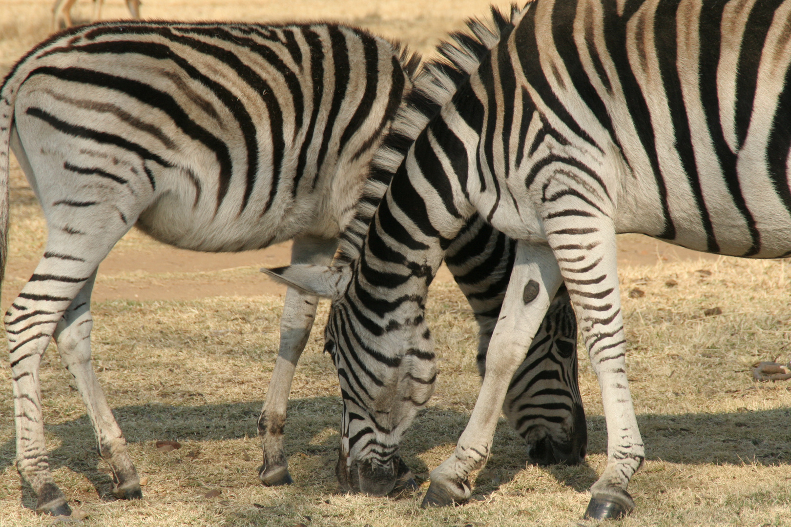 "Zebra Crossing"