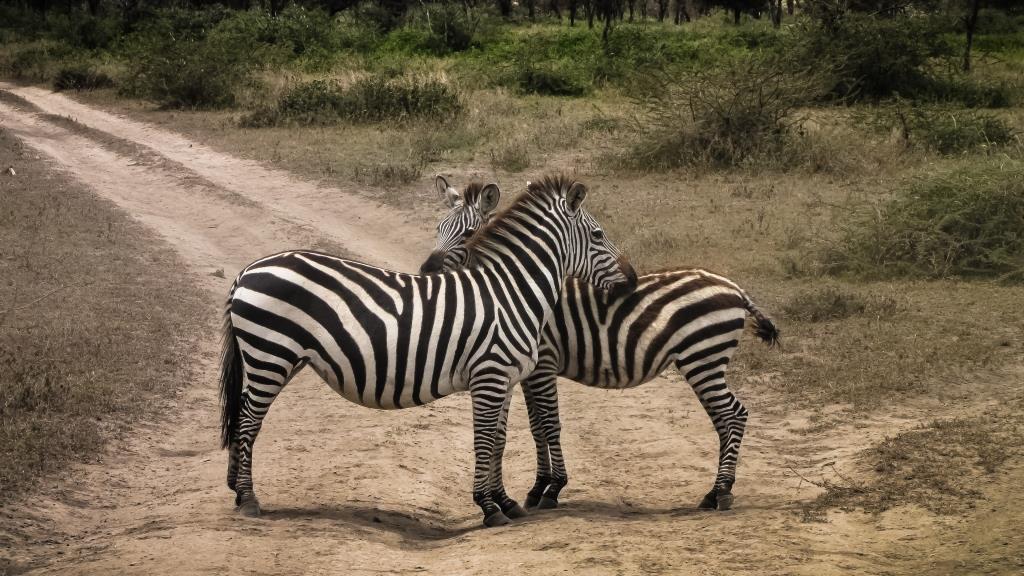 Zebra Crossing in the Serengeti