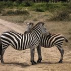 Zebra Crossing in the Serengeti