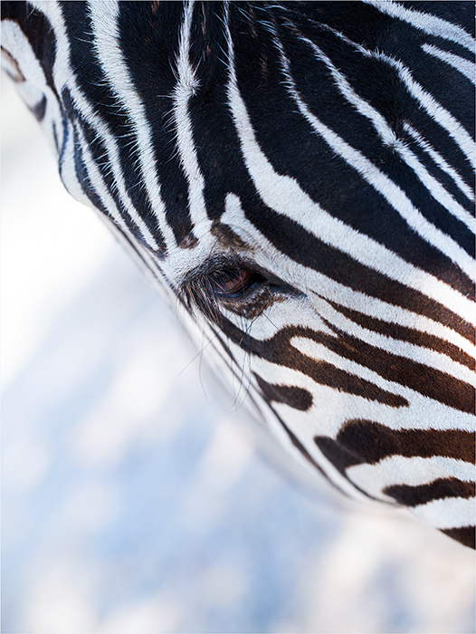 zebra