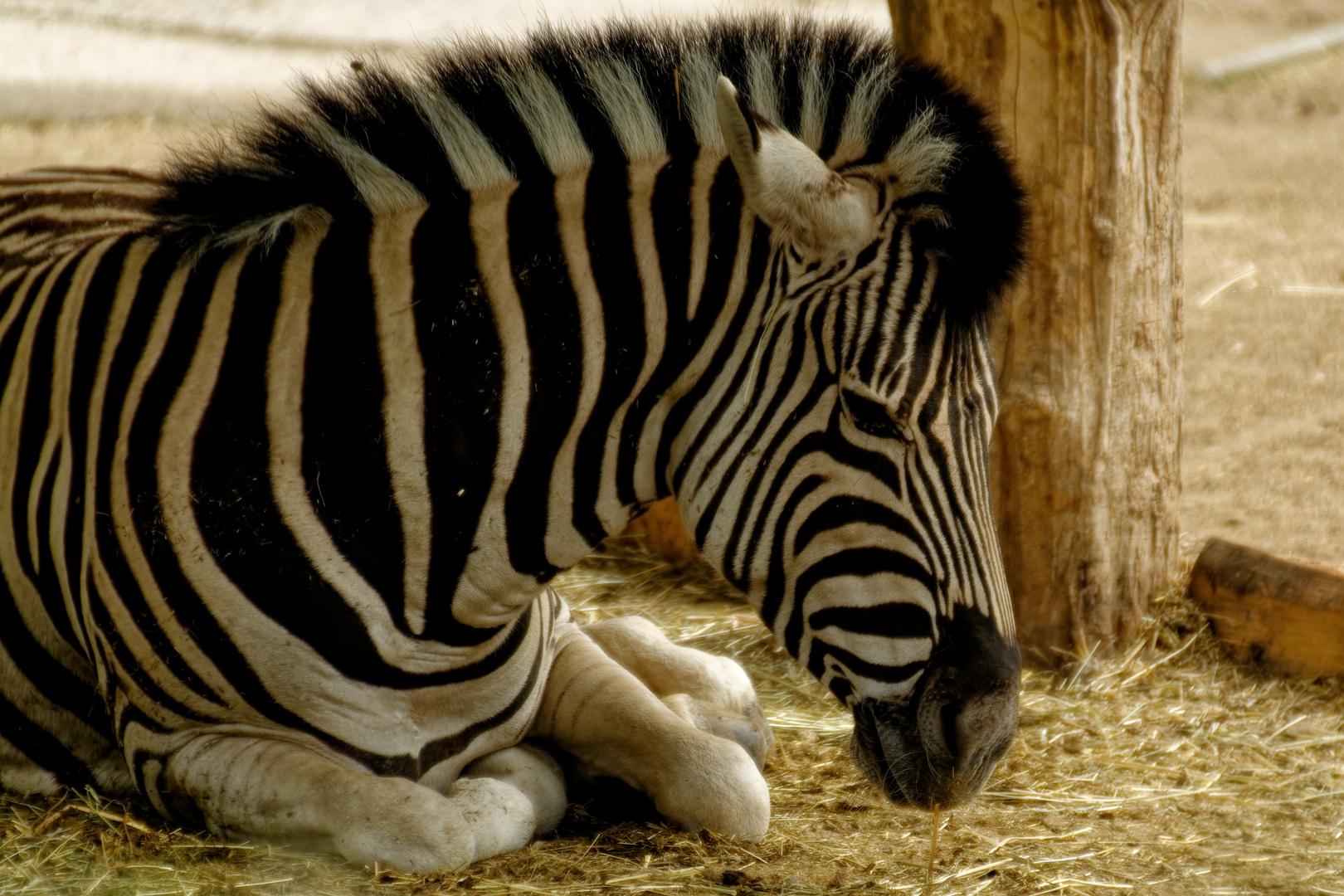 Zebra