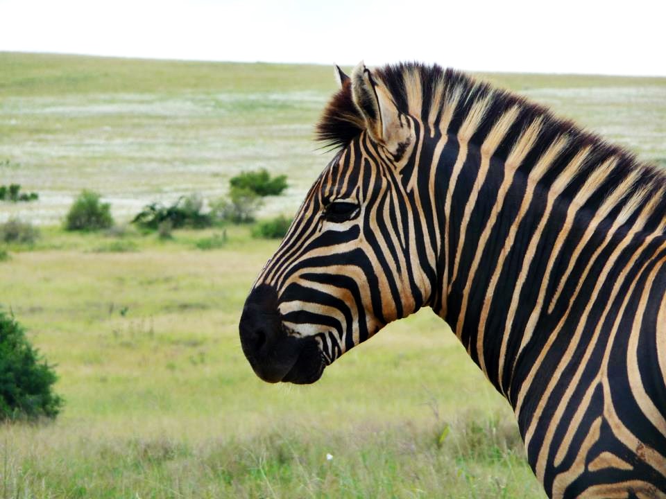 Zebra