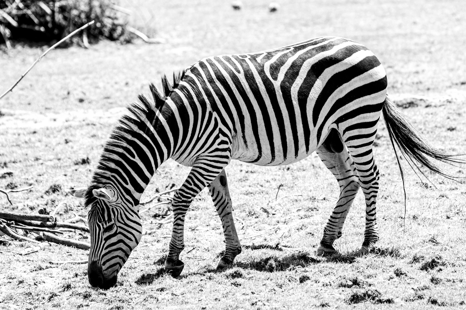 zebra