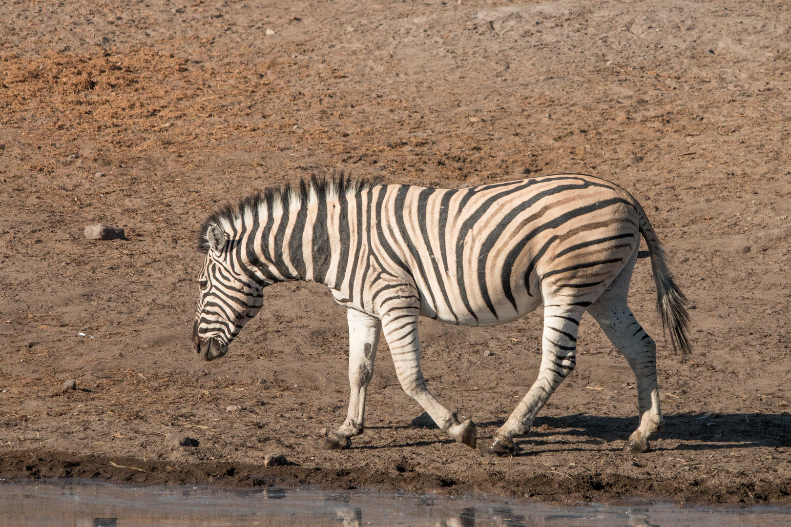 Zebra