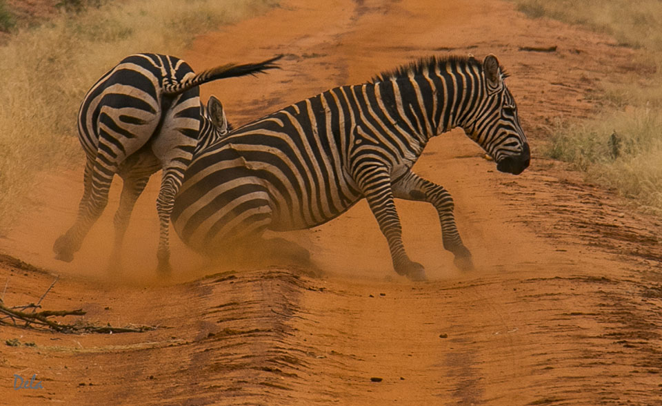 zebra