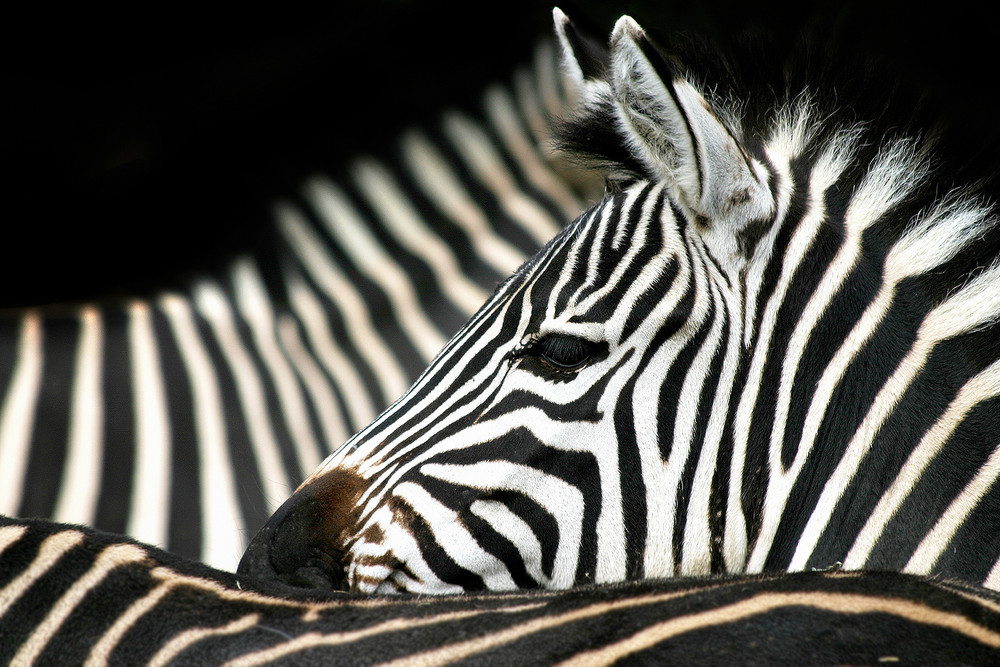 zebra