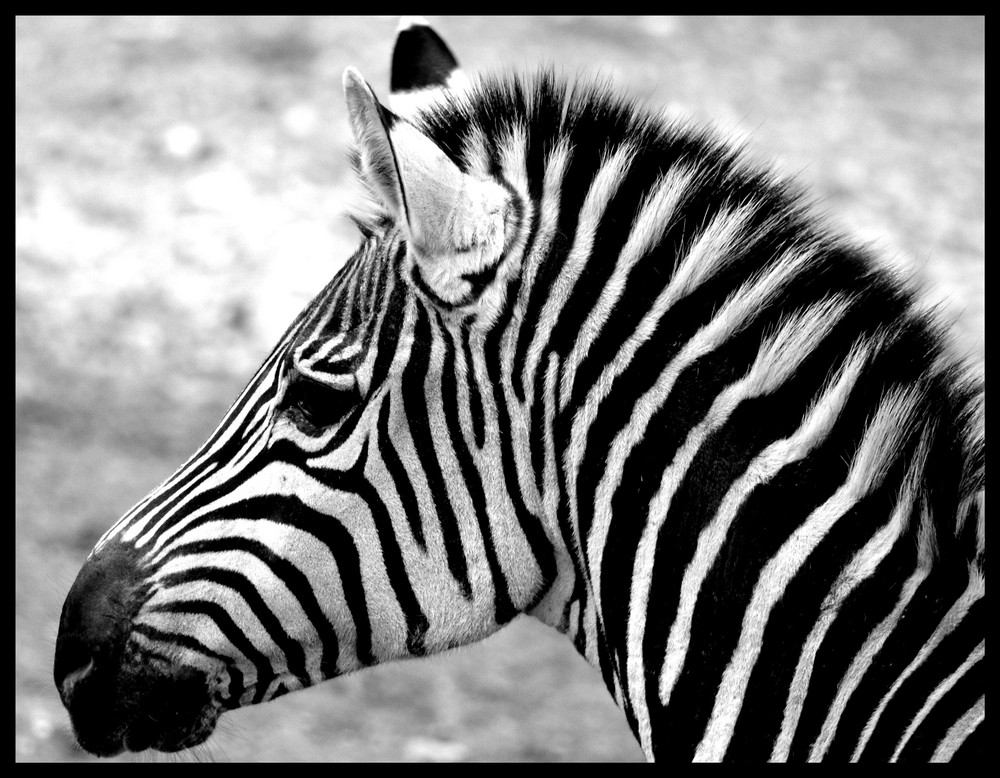 Zebra