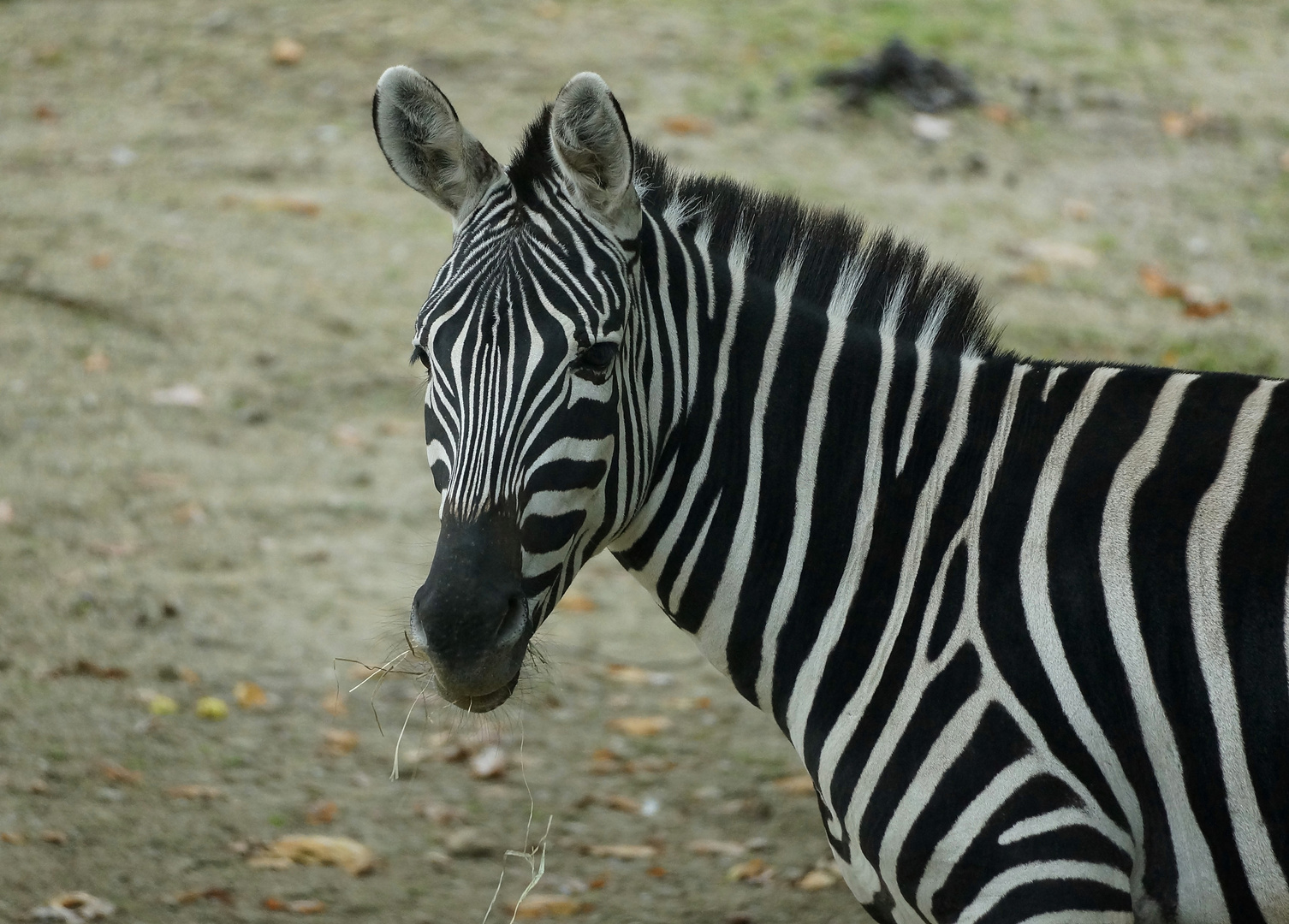 Zebra