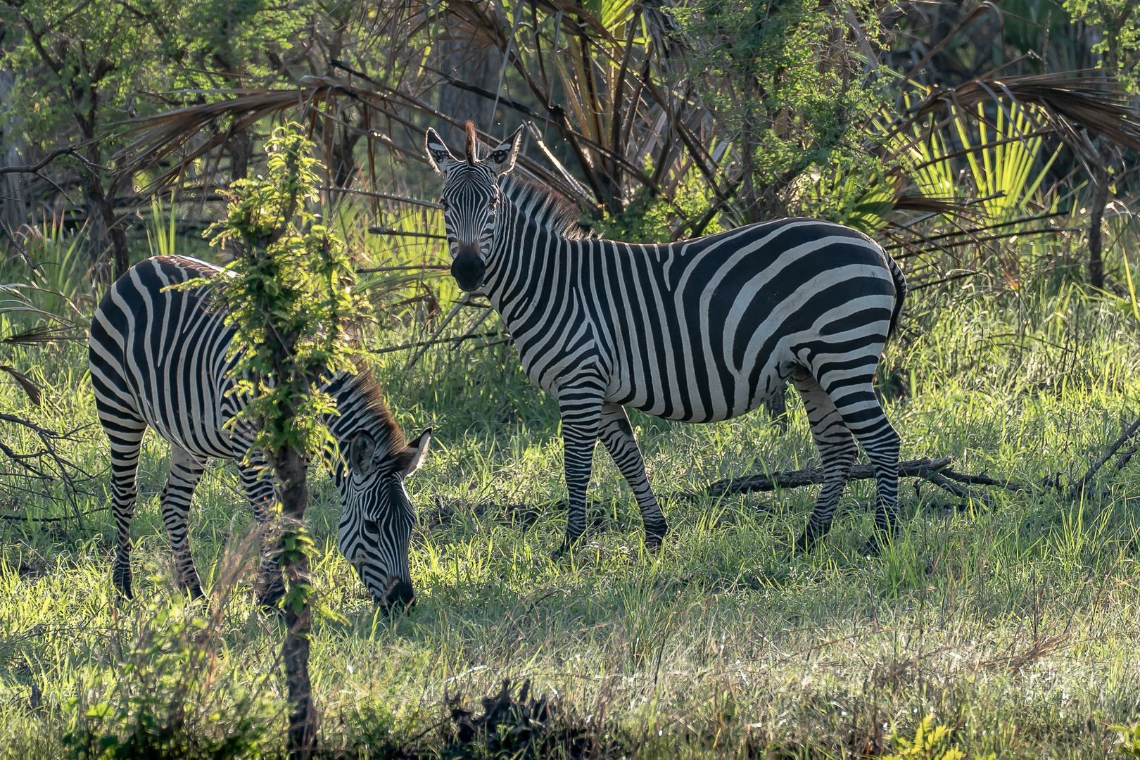 Zebra