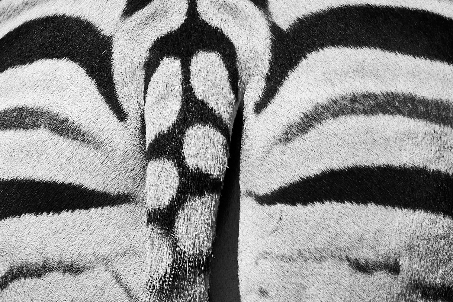 Zebra-Detail