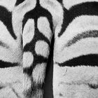 Zebra-Detail