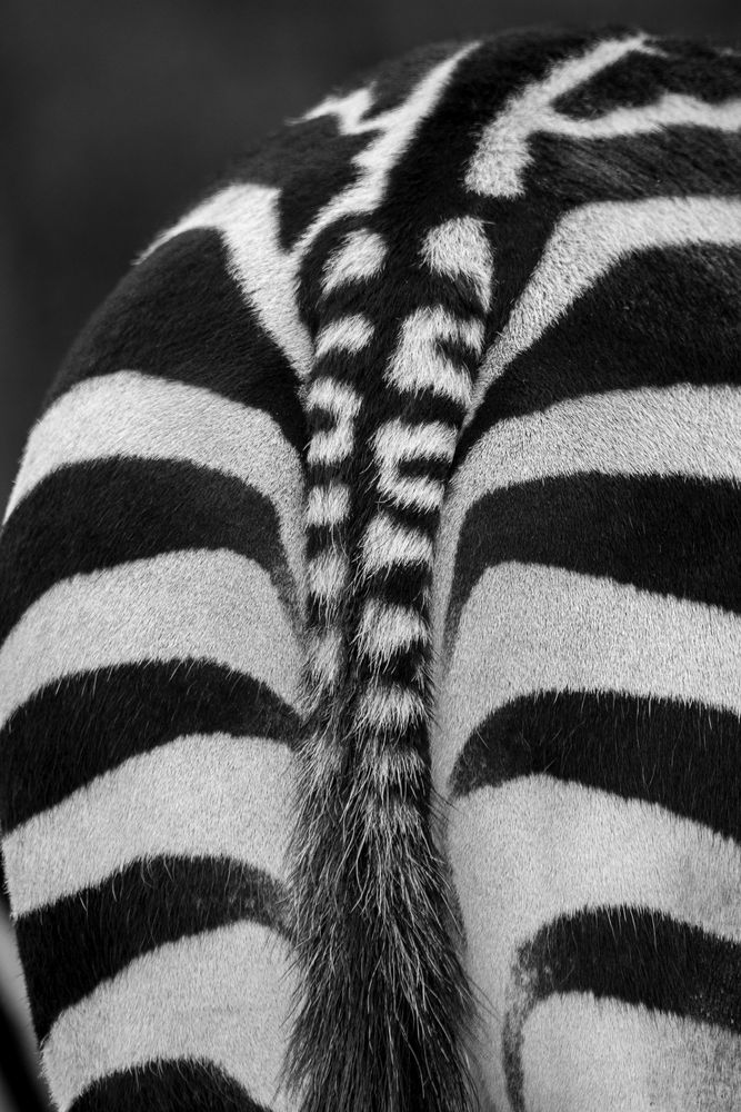 Zebra-Detail