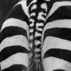 Zebra-Detail