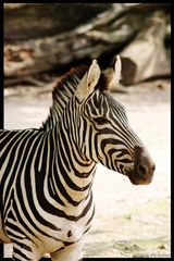 Zebra