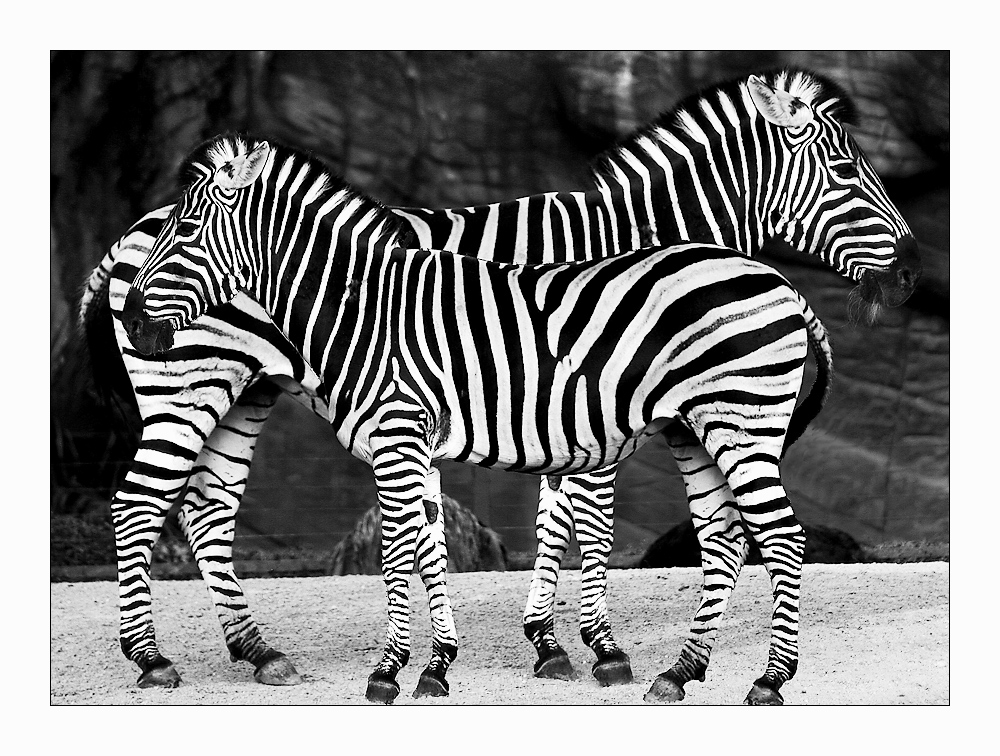 Zebra-Doppel