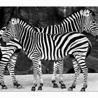 Zebra-Doppel