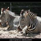 Zebra-Duo