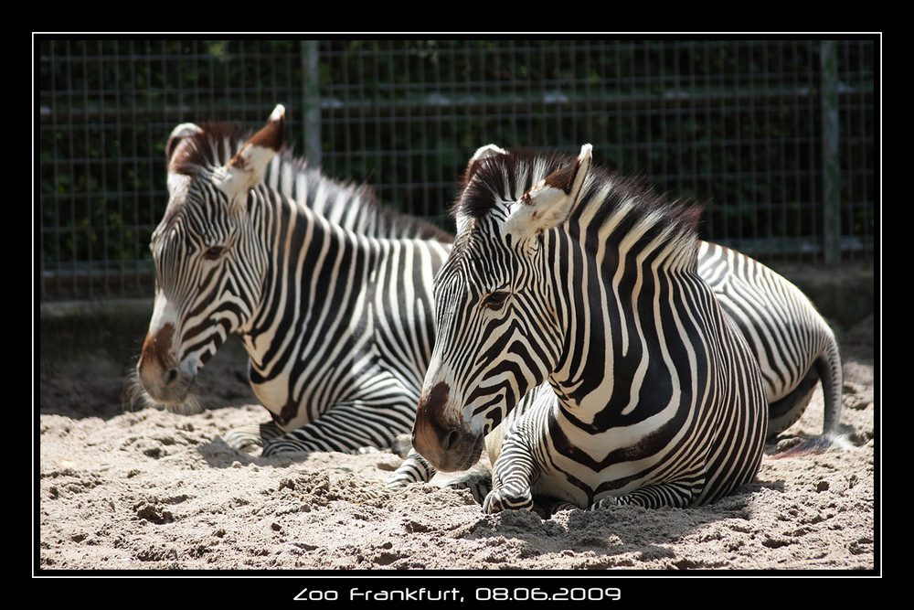 Zebra-Duo