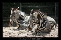 Zebra-Duo