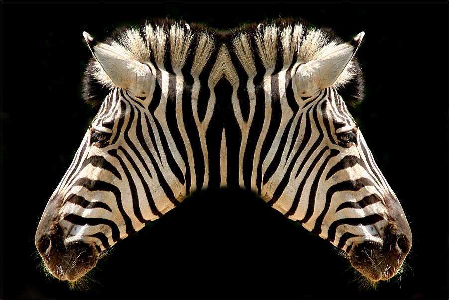 Zebra-Duo I