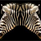 Zebra-Duo I