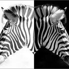 Zebra-Duo II