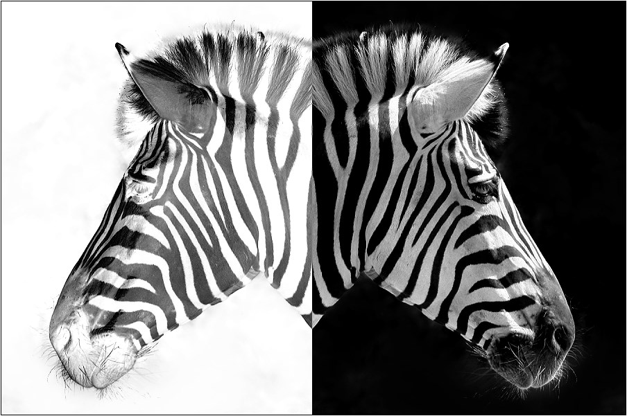 Zebra-Duo II