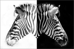 Zebra-Duo II