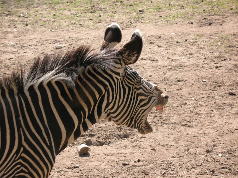 Zebra