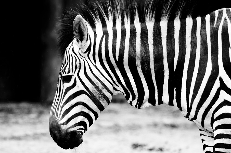 Zebra