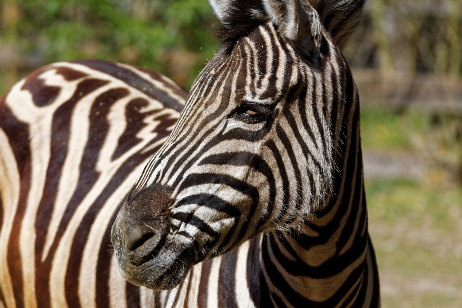 Zebra