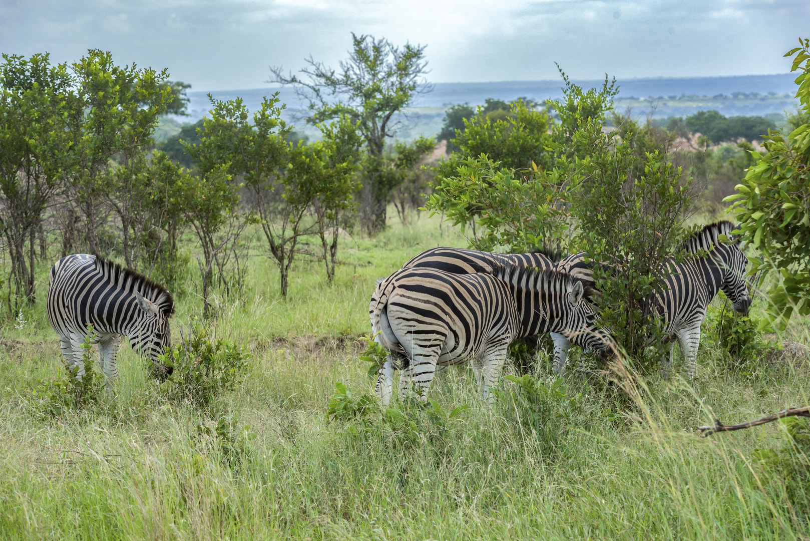 Zebra