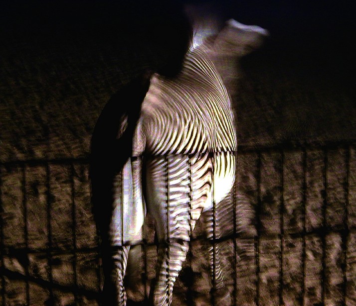 Zebra