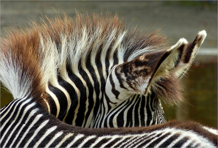 Zebra -