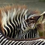 Zebra -