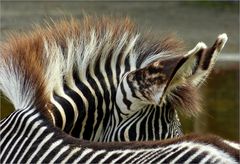 Zebra -