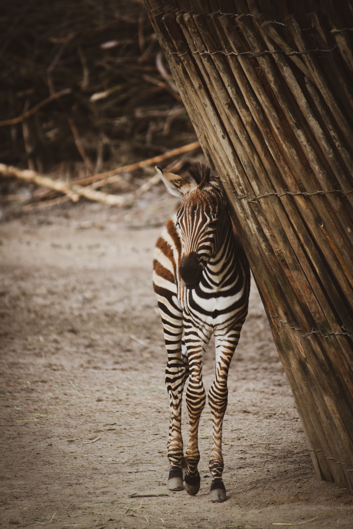 Zebra