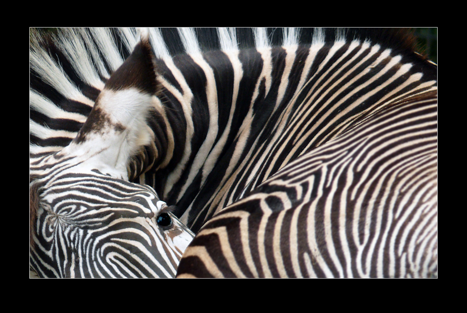 Zebra