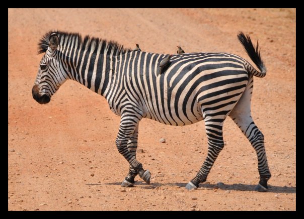 Zebra