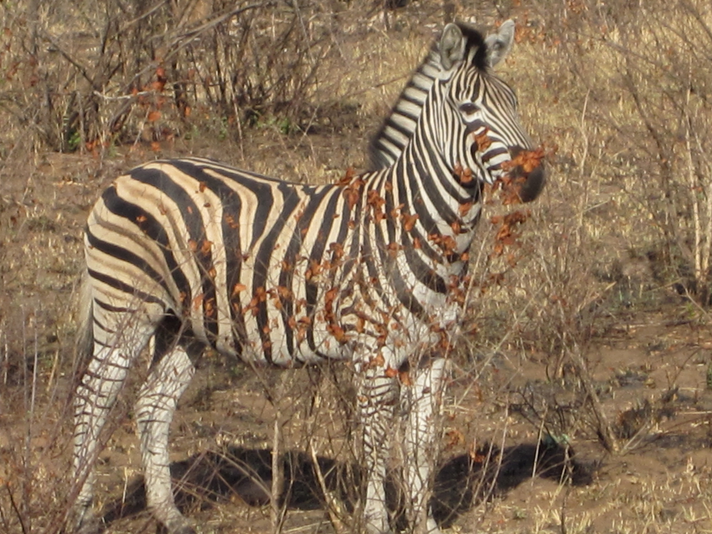 Zebra