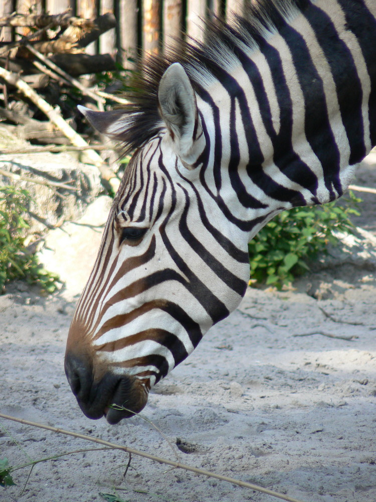 Zebra