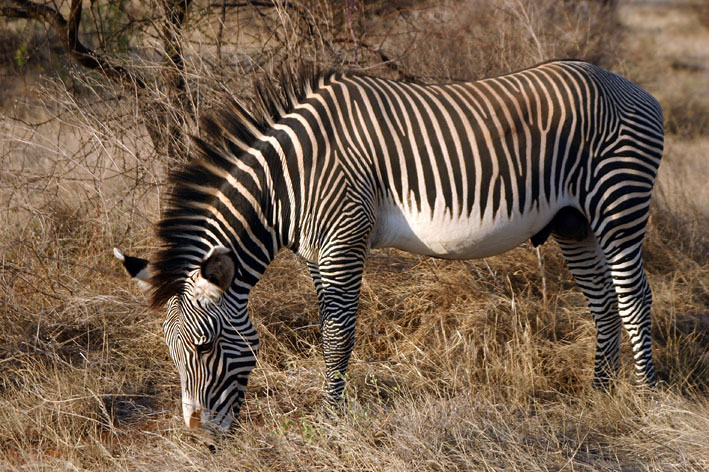 Zebra