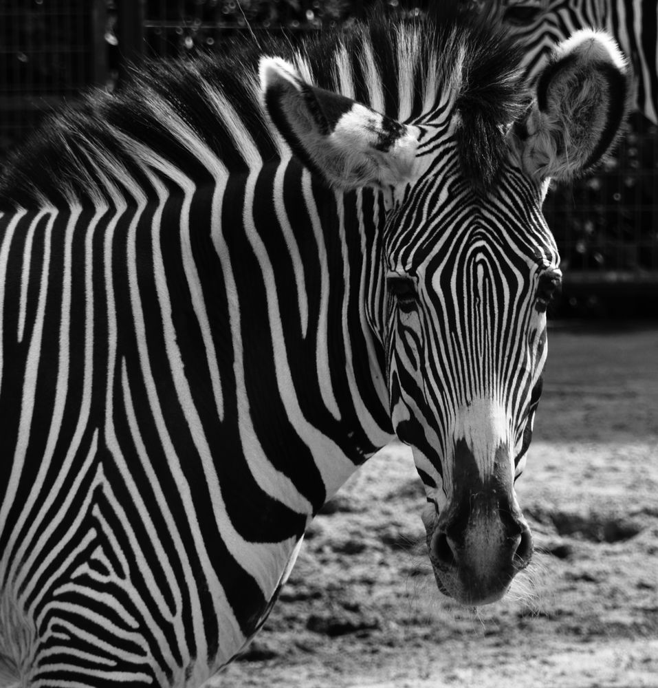 Zebra