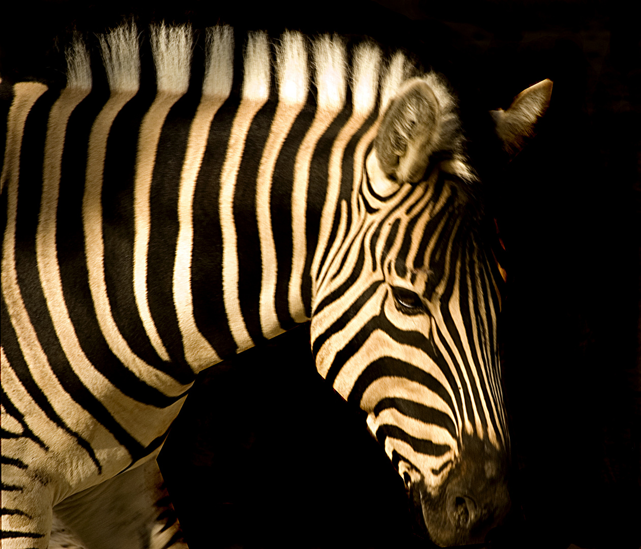 zebra en el zoo