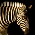 zebra en el zoo