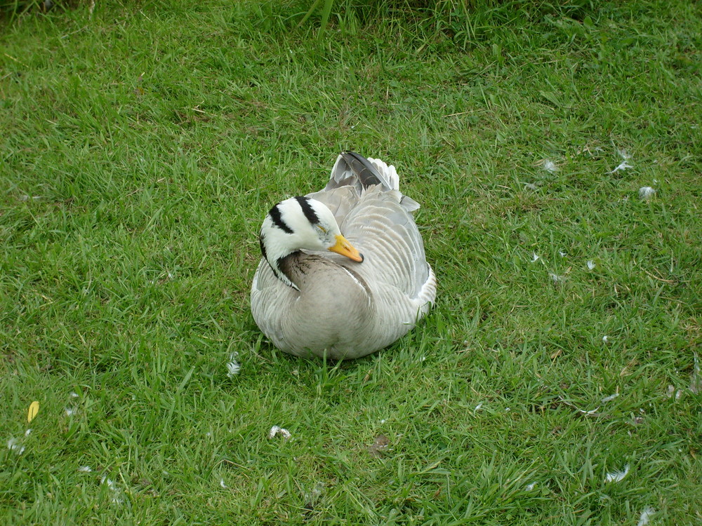 Zebra-Ente