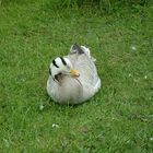 Zebra-Ente