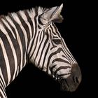 Zebra Erste Versuche...